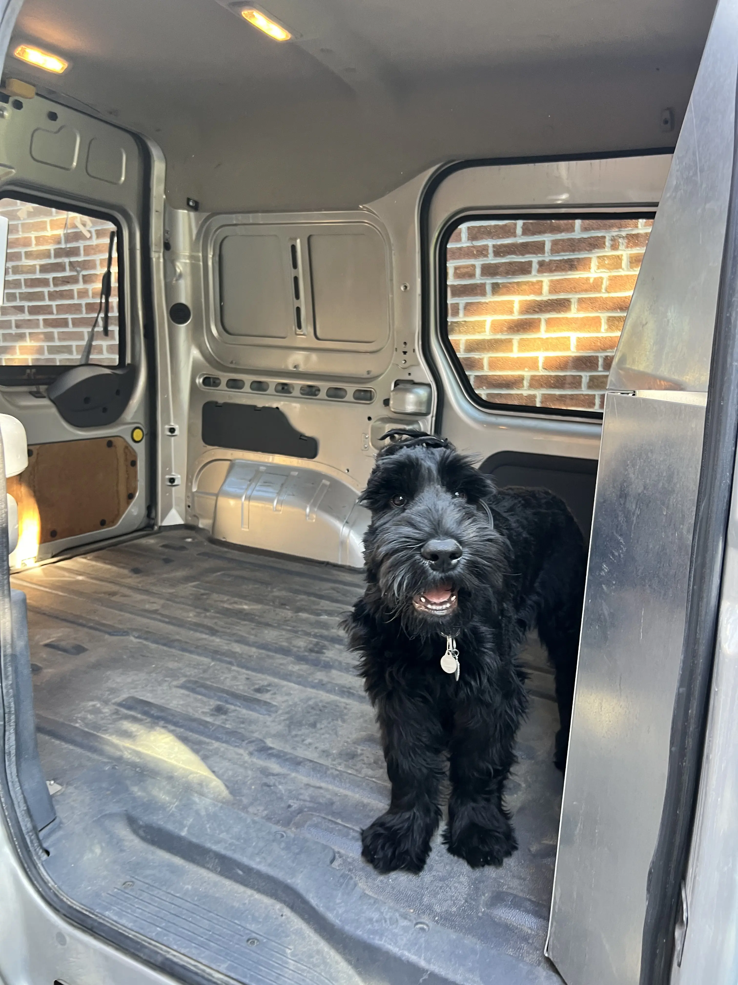 How to Choose a Dog Walker in East York